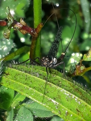Adenophlebia dislocans