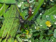 Adenophlebia dislocans