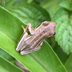 Afrixalus quadrivittatus