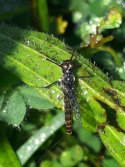 Adenophlebia dislocans