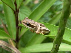 Afrixalus quadrivittatus