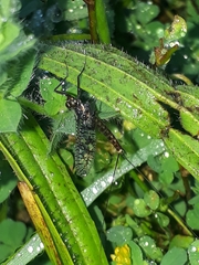 Adenophlebia dislocans