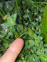 Adenophlebia dislocans