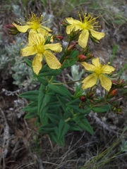 Hypericum aethiopicum