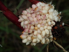 Gladiolus undulatus