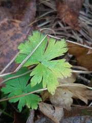 Geranium
