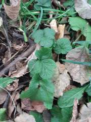 Geum