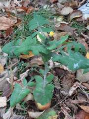 Sonchus oleraceus