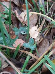 Trifolium repens