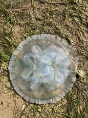 Dactyliophorae