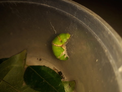 Papilio polytes stichius