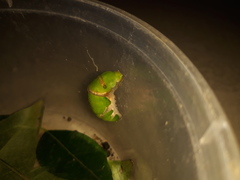 Papilio polytes stichius