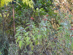 Colquhounia coccinea