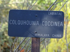 Colquhounia coccinea