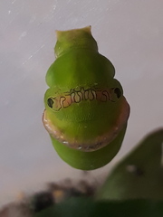 Papilio polytes stichius