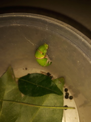 Papilio polytes stichius