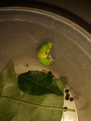 Papilio polytes stichius