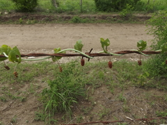 Disciphania mexicana