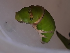 Papilio polytes stichius