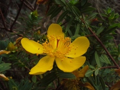 Hypericum revolutum