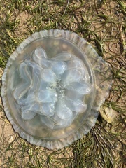 Dactyliophorae