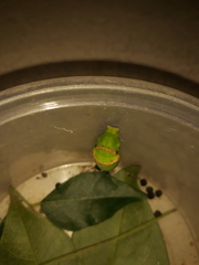 Papilio polytes stichius