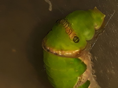 Papilio polytes stichius