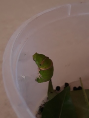 Papilio polytes stichius