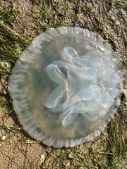 Dactyliophorae