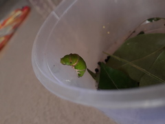 Papilio polytes stichius