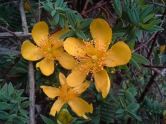 Hypericum revolutum