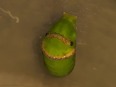 Papilio polytes stichius