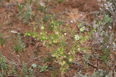 Roepera aurantiaca aurantiaca