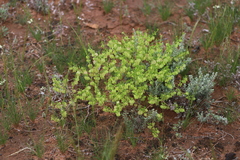 Roepera aurantiaca aurantiaca