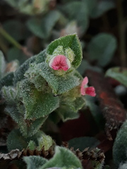 Indigofera cordifolia
