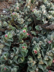 Indigofera cordifolia