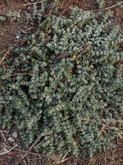 Indigofera cordifolia