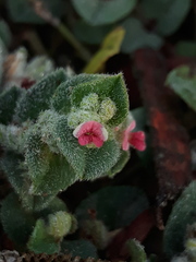 Indigofera cordifolia