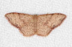 Idaea halmaea