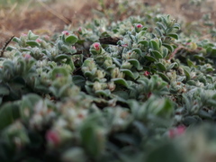 Indigofera cordifolia