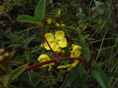 Sphedamnocarpus pruriens