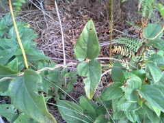 Sphedamnocarpus pruriens