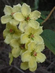 Sphedamnocarpus pruriens