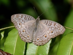 Junonia atlites atlites