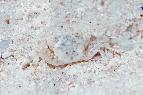 Pseudograpsus