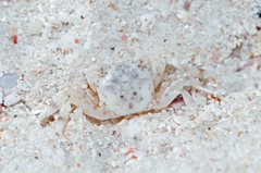 Pseudograpsus albus