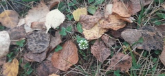 Trifolium repens