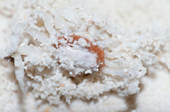 Pseudograpsus albus