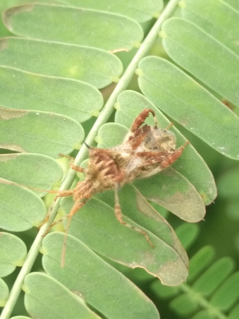 Clavigralla orientalis