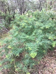 Acacia pubescens